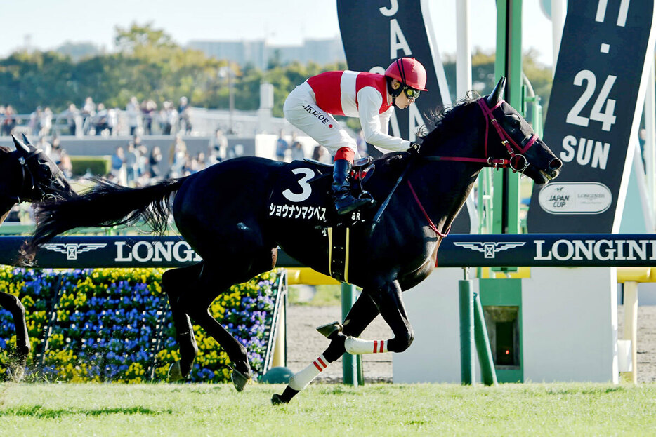 ショウナンマクベスが快勝