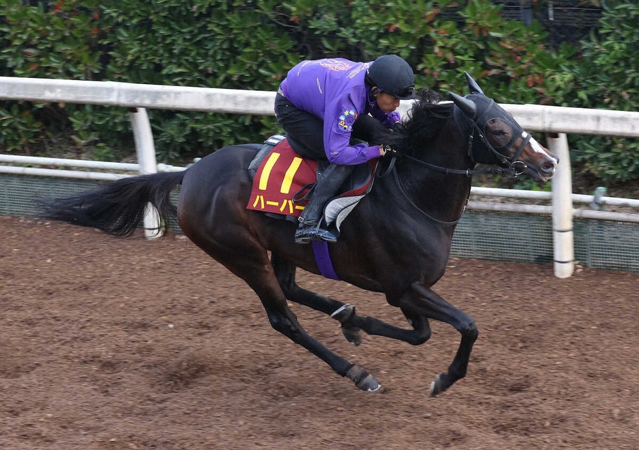 坂路で追い切るハーパー（撮影・亀井直樹）