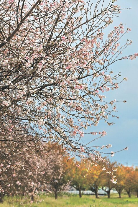 八重桜の紅葉と並んで花を咲かせる十月桜＝立山町辻