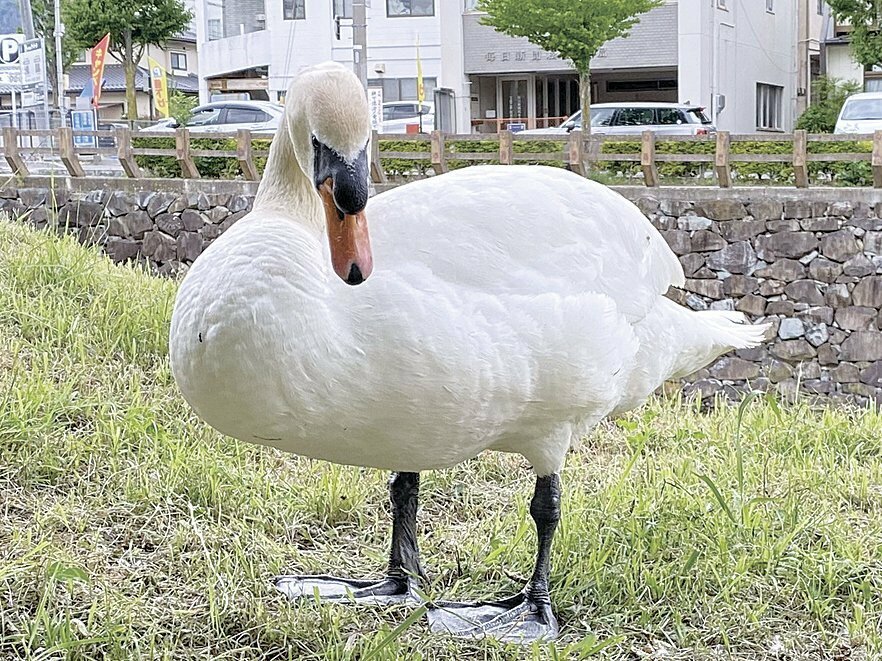 10日に外堀で死んだコブハクチョウ。ニノちゃんの愛称で親しまれた（松本市提供）