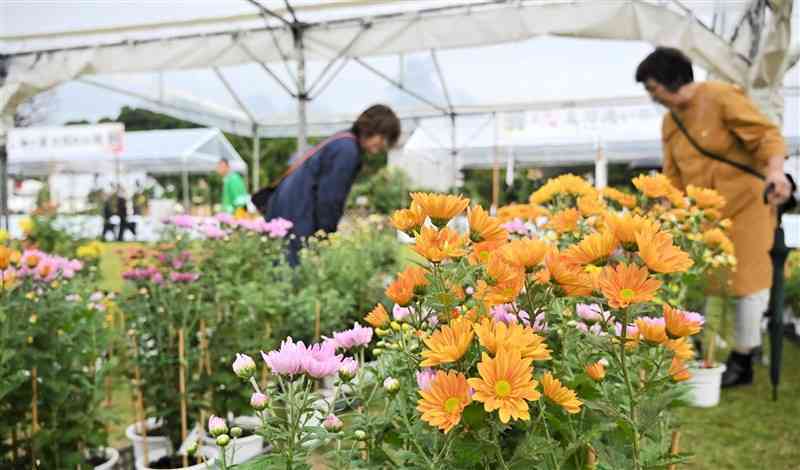 菊まつりの会場で直売の小菊を選ぶ来場者＝1日、菊池市