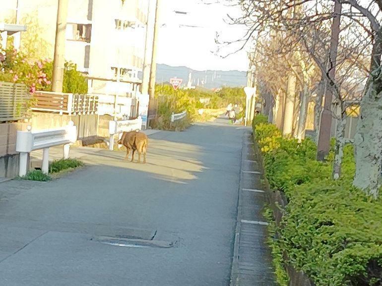 住宅街を歩くイノシシ＝24日午後3時半ごろ、磐田市二之宮（読者提供）