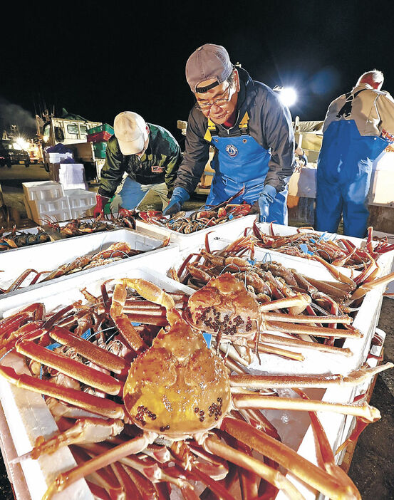 今季初の出漁で水揚げされたズワイガニ＝金沢港