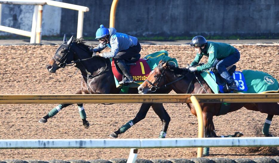 アルマヴェローチェはCWコースで一杯に追われてオープン馬（マコトヴェリーキー、右）に半馬身先着＝栗東トレセン（撮影・岩川晋也）