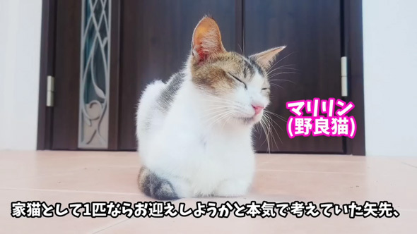 野良猫のマリリンをお迎えしようと考えていたら……