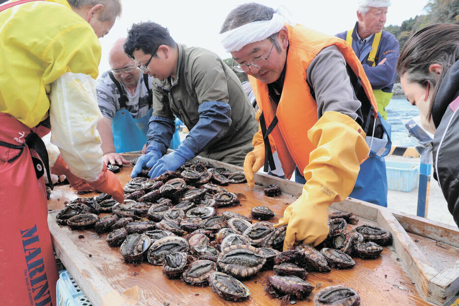 水揚げしたアワビを選別する漁業者＝９日午前１０時３５分ごろ、石巻市北上町十三浜