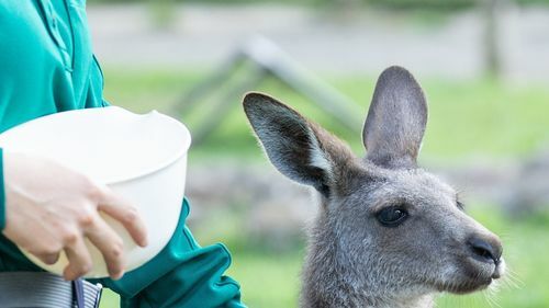 金沢動物園のカンガルー