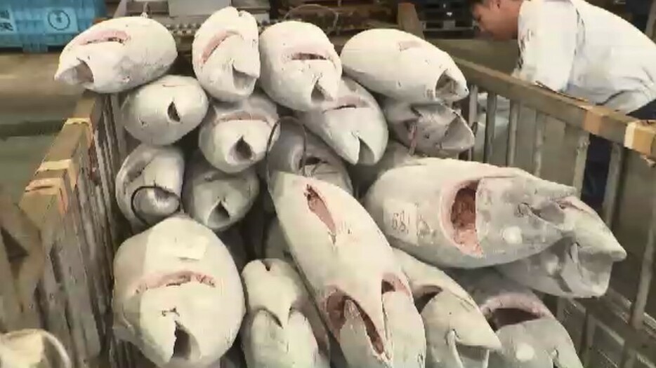 生徒たちが釣り上げたマグロは津屋崎漁港の直売所などで販売