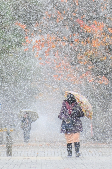 色づいた桜の葉を雪が白く染める中、傘を差して道を急ぐ市民＝18日午後1時40分ごろ、十和田市官庁街通り