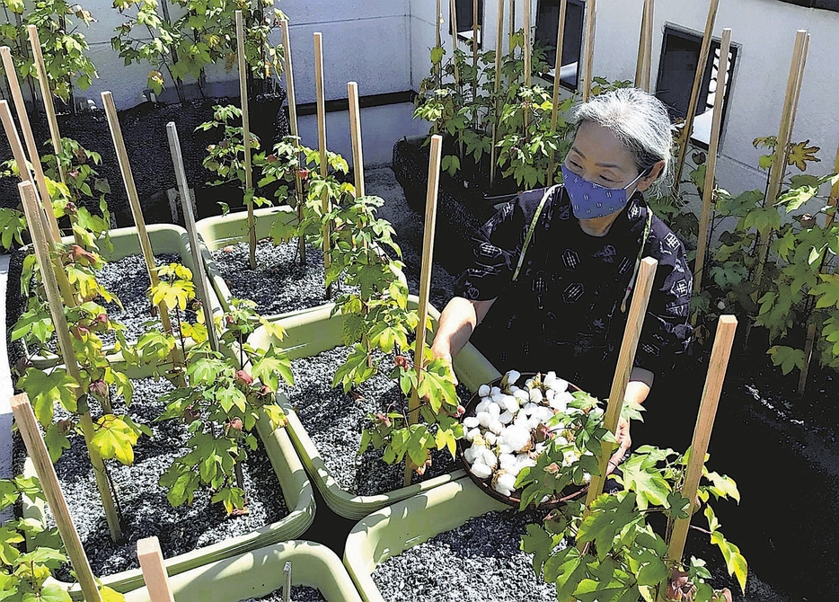 店舗屋上で栽培されている綿花＝おちこちや京木棉提供