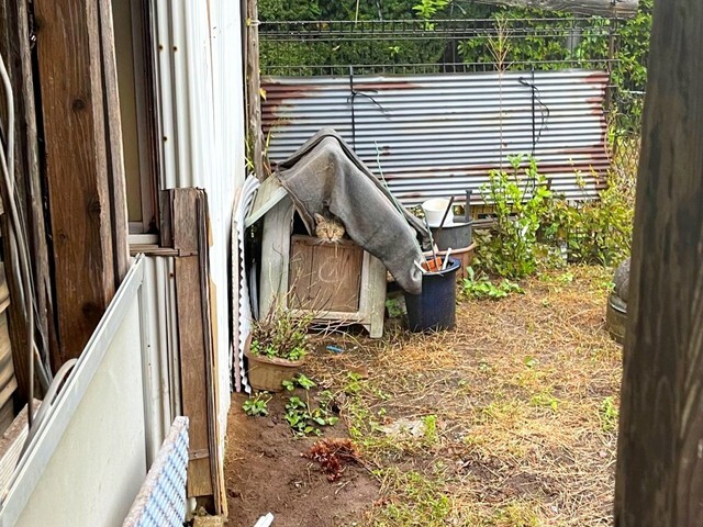 実家の庭にある犬小屋に住み着いていたときのゴン蔵くん（画像提供：よつばとポン酢さん）