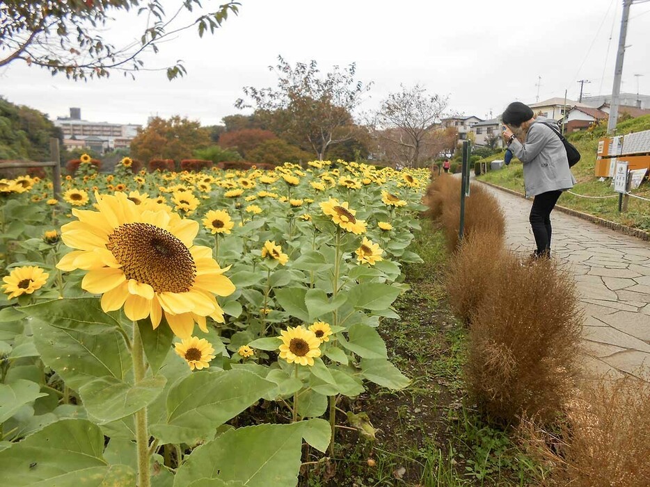 小ぶりの花を付けている冬のヒマワリ＝座間市緑ケ丘の「かにが沢公園」