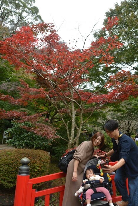 色づいているモミジの前で記念撮影を楽しむ来園者＝熱海市の熱海梅園