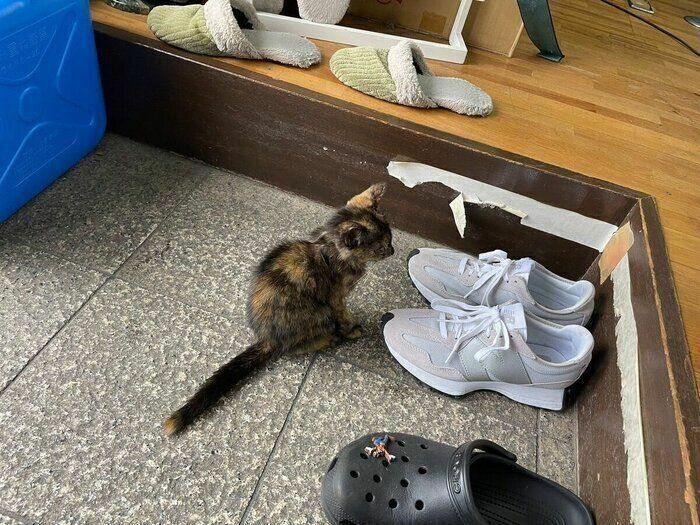 保護猫の小さなラムちゃん