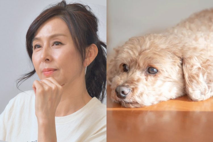 「動物環境・福祉協会Eva」の代表理事で俳優の杉本彩（犬の画像はイメージです）