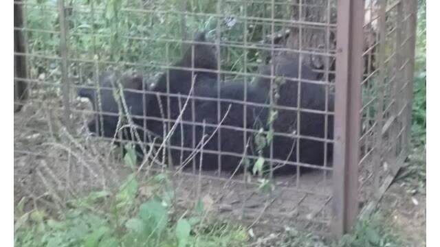 罠にかかったツキノワグマ　※提供：広島県自然環境課