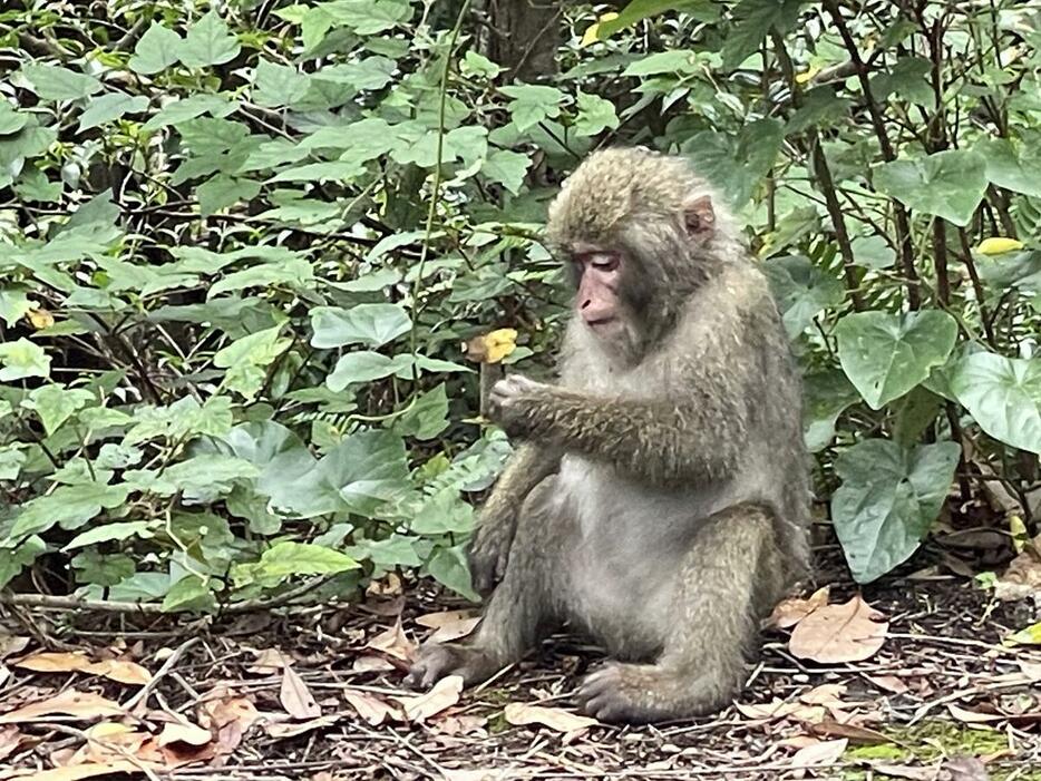 市内の猿とは別のサル