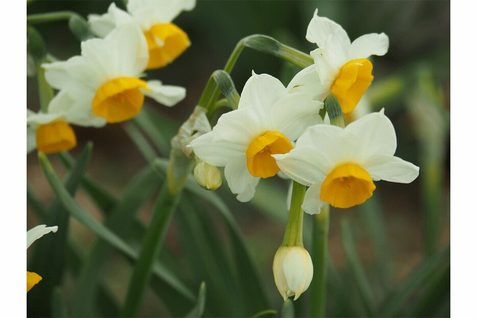 立冬の時期は冬を代表する花々が見頃