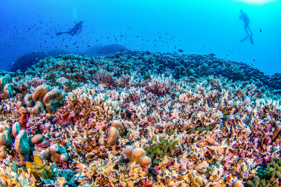 南太平洋のソロモン諸島沖に巨大なサンゴが生息していることが、非営利団体ナショナルジオグラフィック協会の調査で分かった。バスケットボールのコート２面分に相当＝同協会の海洋保護グループが１１月１４日に配信