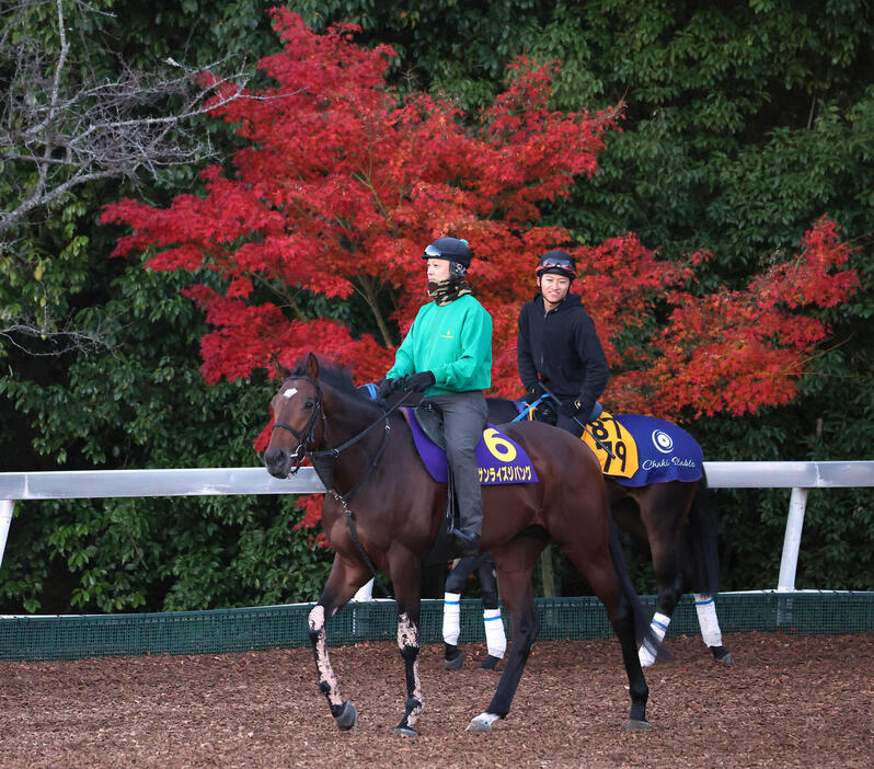 紅葉を背に運動するサンライズジパング（撮影・白石智彦）