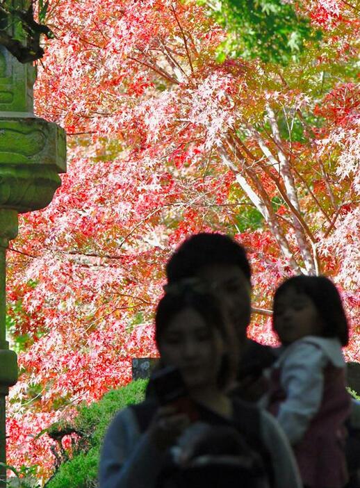 木々の葉が鮮やかに色づく紅葉の時期を迎え、家族連れらが訪れる成田山公園＝17日、成田市