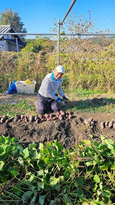 　丹精込めたサツマイモが収穫できました！（本人提供）