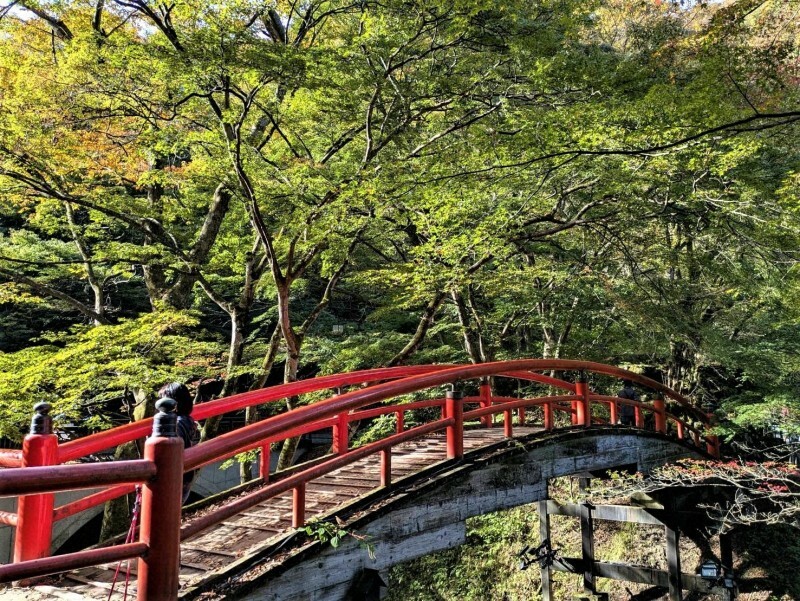 紅葉が例年よりも遅れ、モミジの緑が目立つ河鹿橋＝渋川市伊香保町で、2024年11月1日午前9時5分、増田勝彦撮影