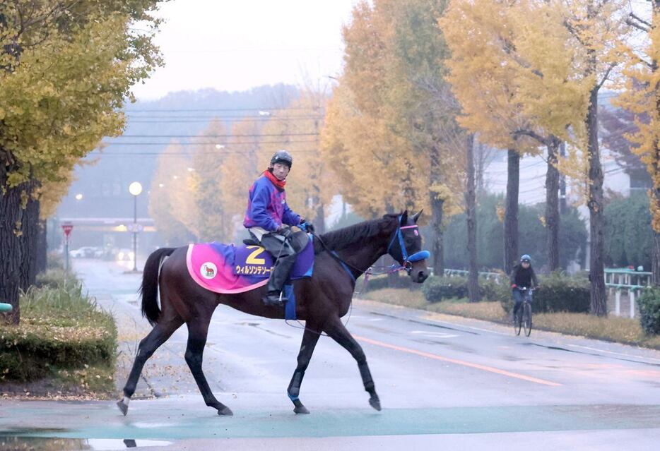 ウィルソンテソーロ＝美浦トレセン（撮影・塩浦孝明）