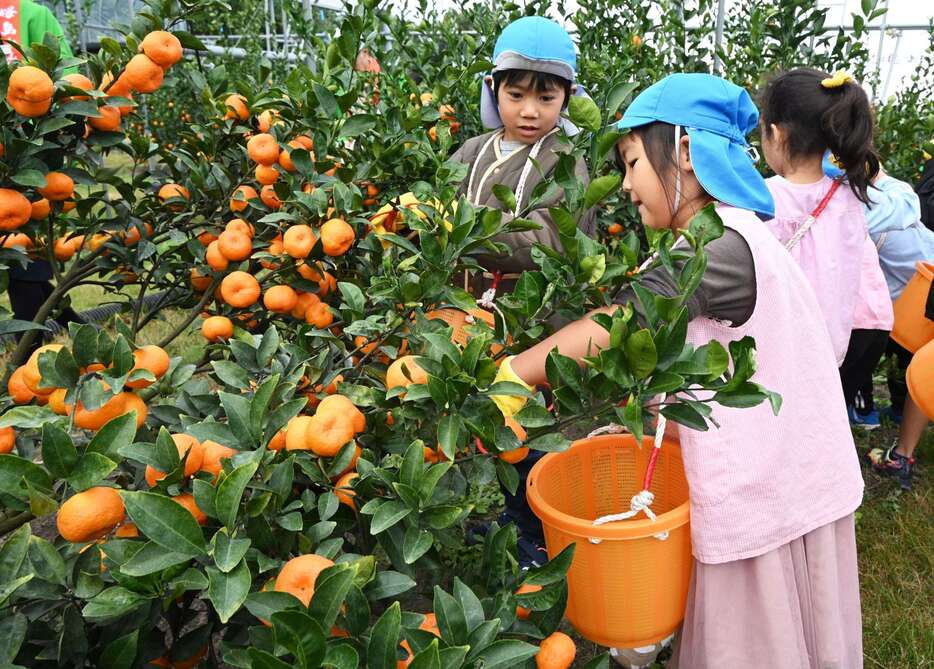 桜島小みかんを収穫する園児ら＝２７日、鹿児島市桜島武町