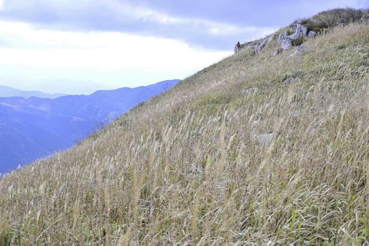 ススキが風に揺れる西予市野村町大野ケ原の「源氏ケ駄場」