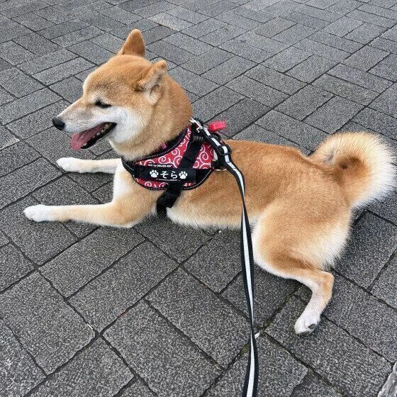 地面に伏せる柴犬