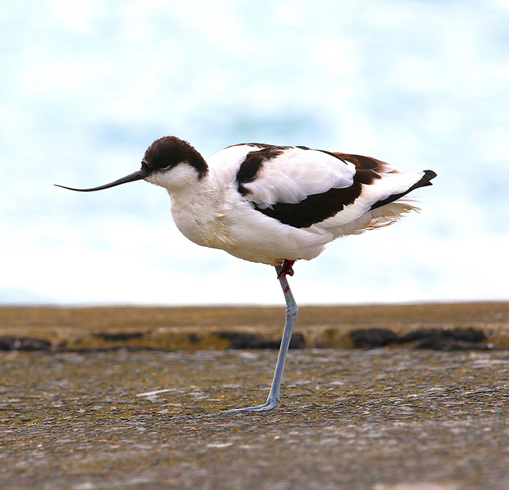 冬鳥の飛来シーズンを迎え確認された珍鳥「ソリハシセイタカシギ」＝7日午前、徳之島町亀津新漁港(指宿安夫さん撮影)