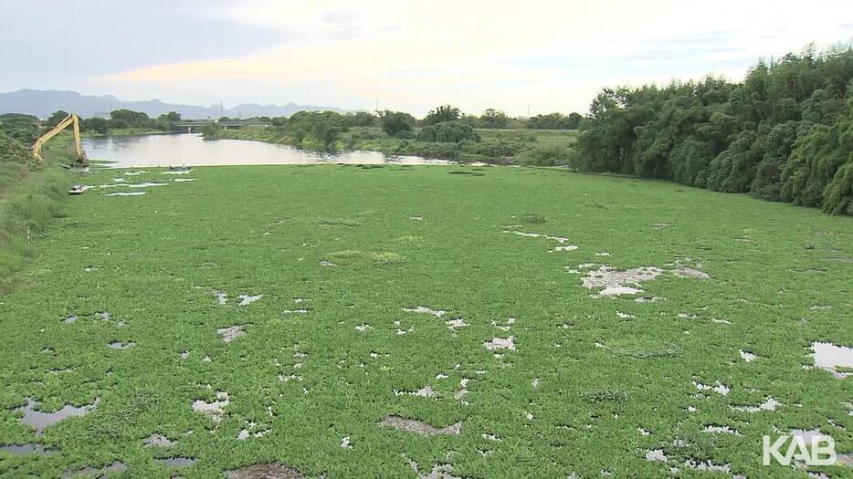 ウォーターレタスが覆う加勢川（今年10月）