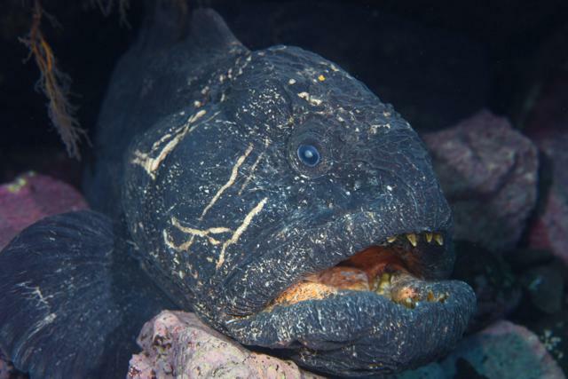 オオカミウオ。顔に刻まれた傷痕は、オスどうしの激しい闘いを物語る=2024年11月7日午後1時33分、北海道・知床半島沖の水深6メートル、山本智之撮影