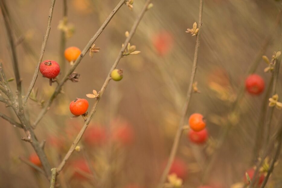 埋葬穴から見つかったマオウの正確な種は特定できていないが、球果はこの写真のEphedra fragilisなどに似ている。Ephedra fragilisは、現代のモロッコでよくみられる5種のマオウ属のうちの一つ。（PhotoStock-Israel）