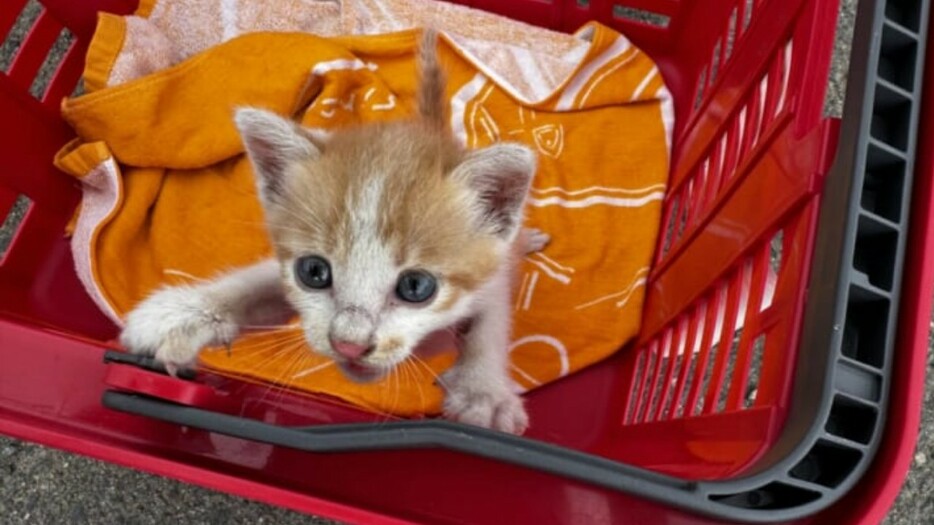 釣り中に保護した子猫