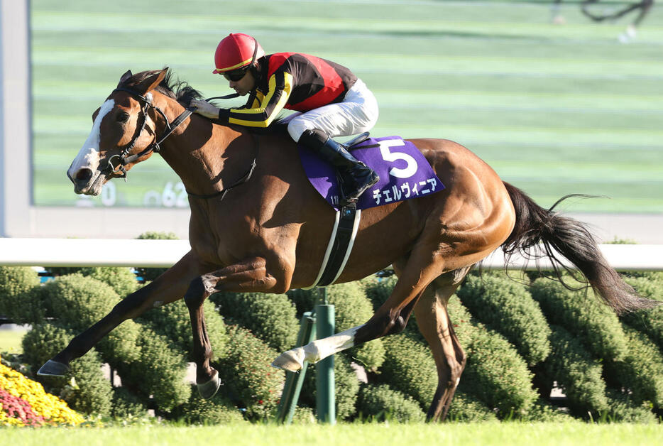 10月13日、秋華賞を制し牝馬2冠を達成したチェルヴィニア