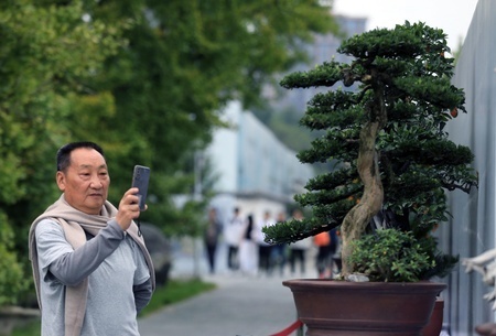 2024年成都世界園芸博覧会で展示されている盆栽の写真を撮る来場者（2024年10月5日撮影、資料写真）。