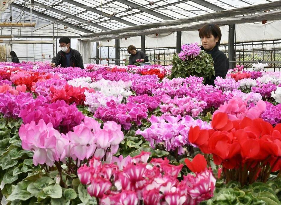 鮮やかな花を咲かせるシクラメン=那珂市津田