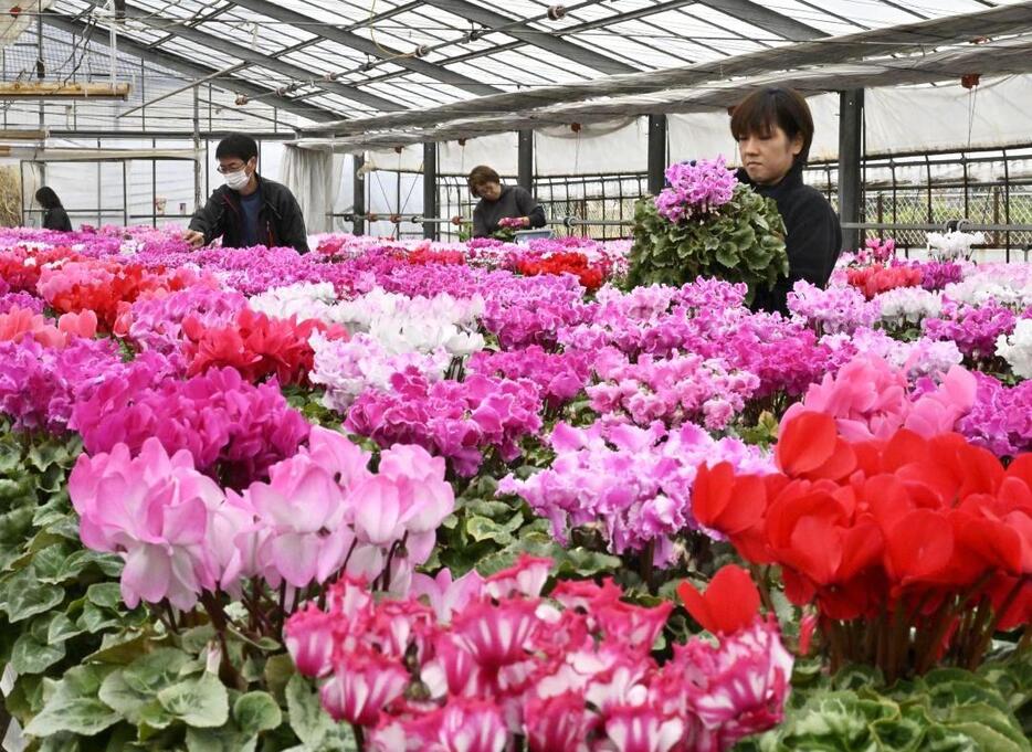 鮮やかな花を咲かせるシクラメン=那珂市津田