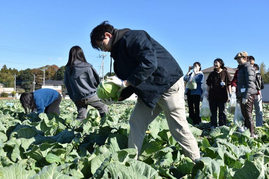 やさと菜苑の畑でキャベツの収穫を体験する留学生たち=石岡市内