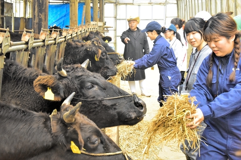 牛への給餌を体験する参加