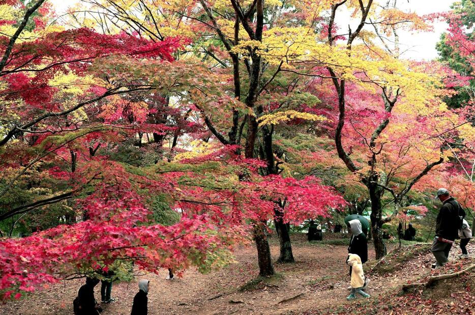 燃えるような紅葉で彩られたもみじ山＝宍粟市山崎町元山崎