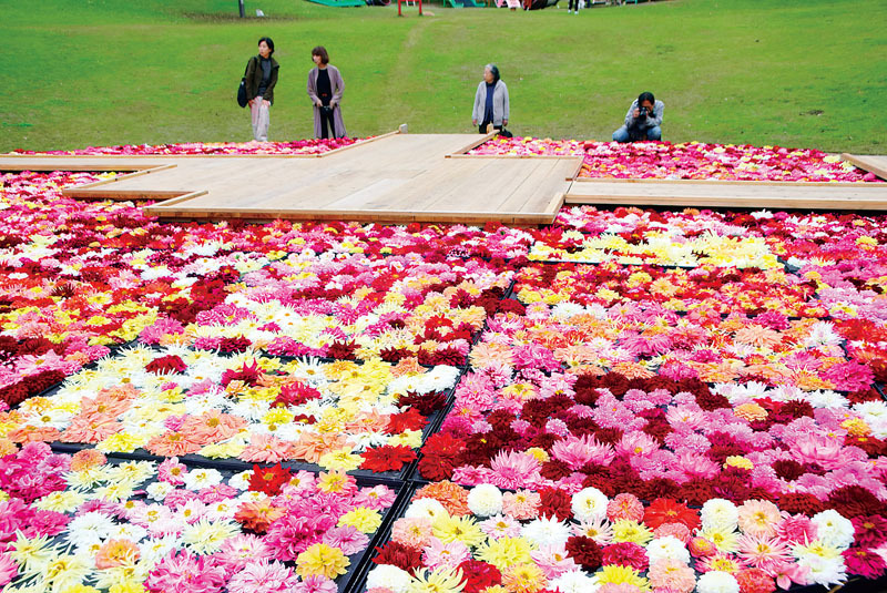 約5千輪のダリアの花が浮かぶ「池泉天竺牡丹」＝1日午後、東松山市大谷の東松山ぼたん園