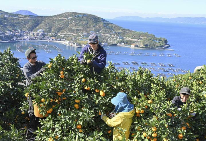 早生温州の収穫を手伝うアルバイターら＝25日午前、八幡浜市川上町川名津