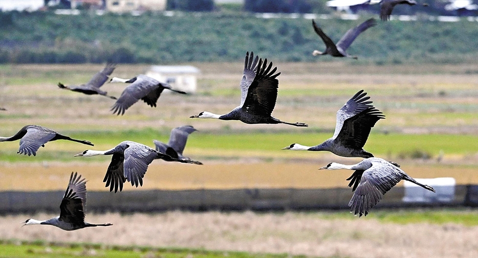 出水平野に飛来したツル（30日午前、鹿児島県出水市で）＝門岡裕介撮影