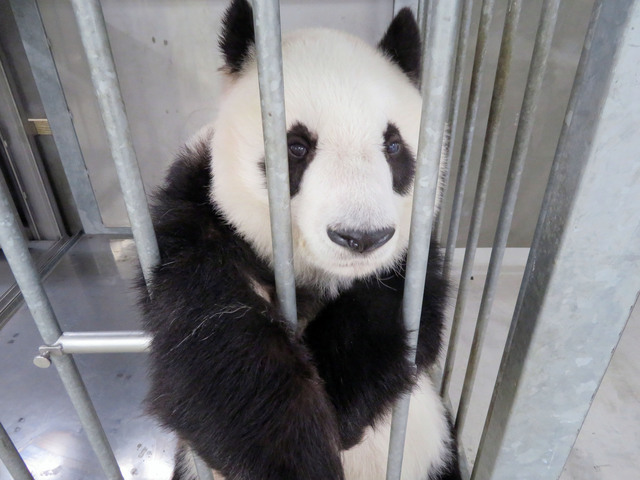 やる気なんです　神戸市立王子動物園公式ツイッターより