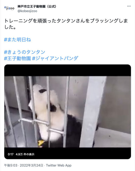 気持ちよさそうです　神戸市立王子動物園公式ツイッターより