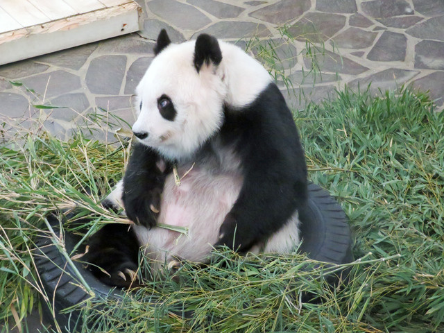 ちょっと眠そうです　写真提供:神戸市立王子動物園