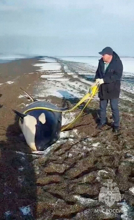 ロシア極東カムチャツカ半島の浜辺に打ち上げられたシャチを救助する男性＝ロシア非常事態省が2024年11月14日に公開した映像から・ロイター